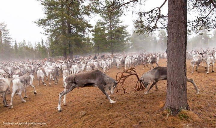 Reindeer in Discussion